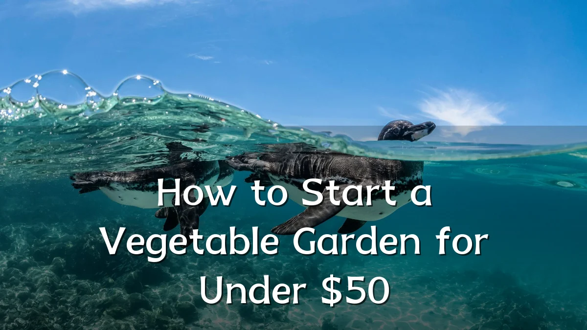 How to Start a Vegetable Garden for Under $50