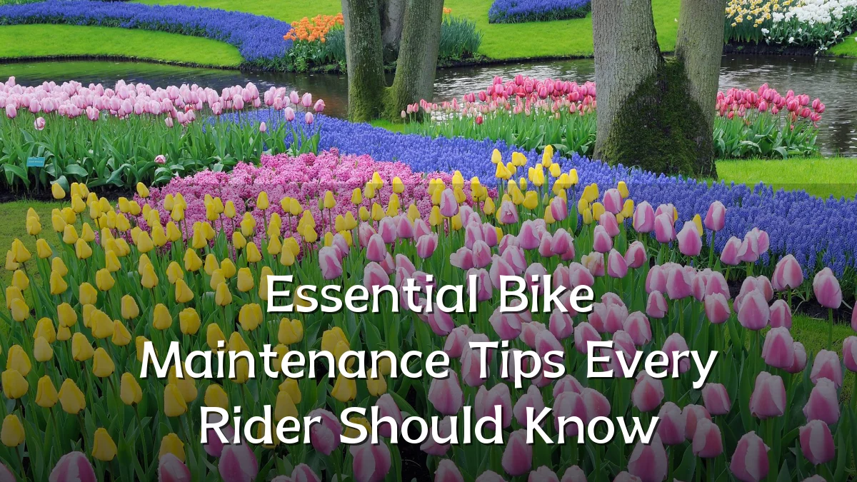 Essential Bike Maintenance Tips Every Rider Should Know